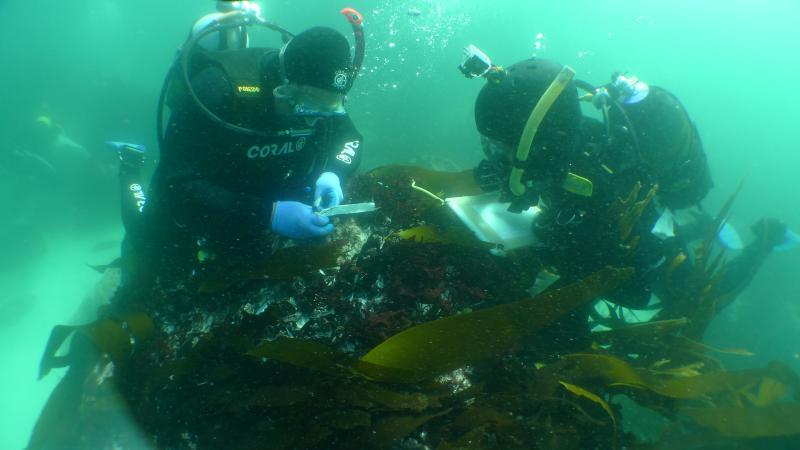 Two divers exploring underwater wreckage