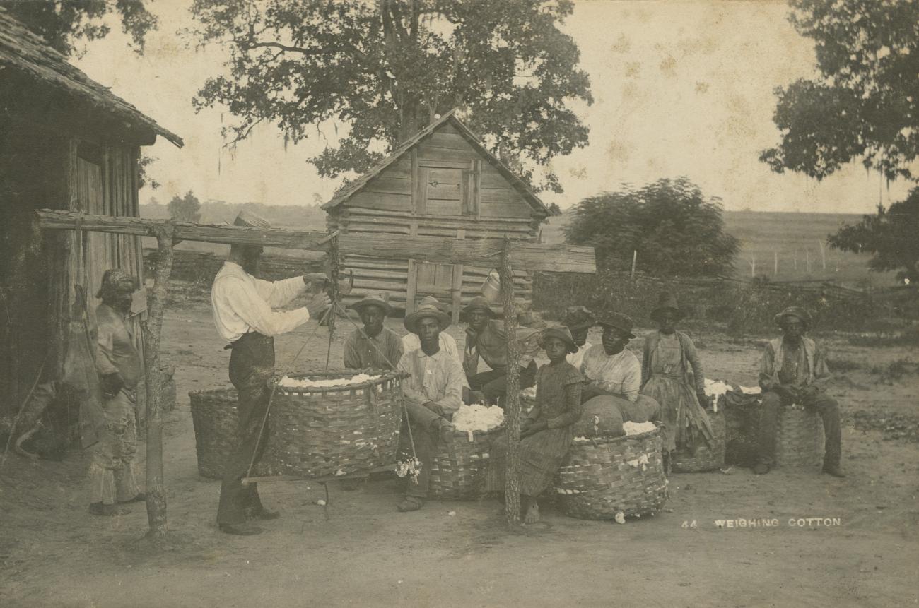 A group of men and women weighing cotton